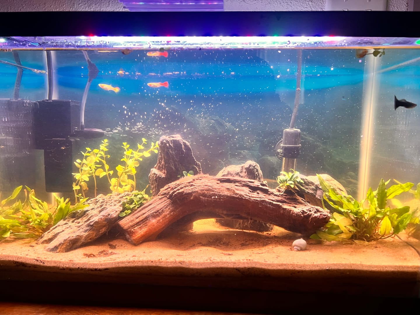 Customer photo review of Shark PRO NANO