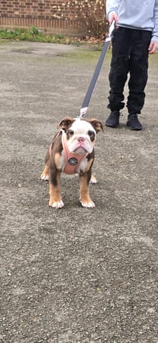 Customer photo review of Step in Harness | XS-M Breeds - Pink