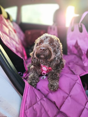 Customer photo review of Car Seat Cover - Walkies Ready® Raspberry Pink