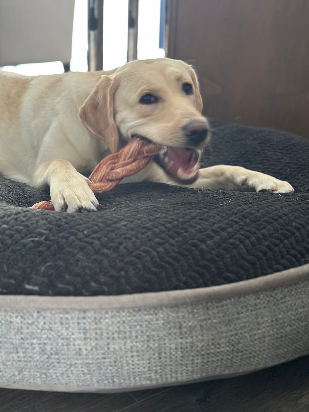 Customer photo review of 12 Inch Monster Braided Bully Stick