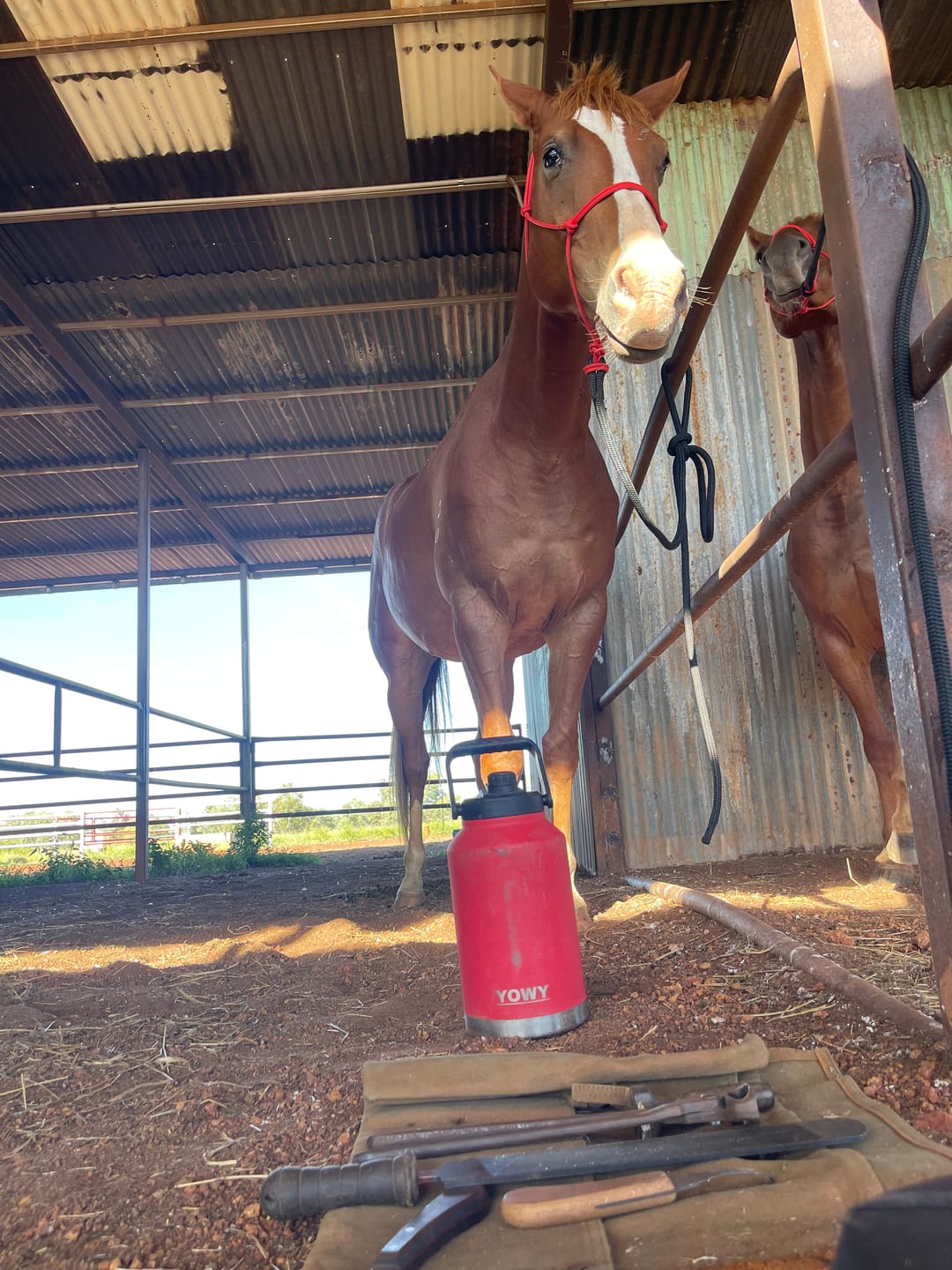 Customer photo review of 5.8L Yowy Watercan
