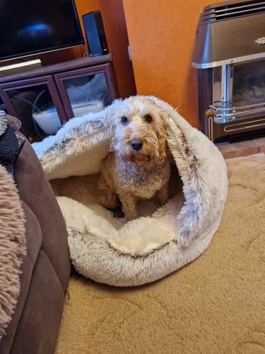Customer photo review of Burrow Buddy™ - Pet Bed
