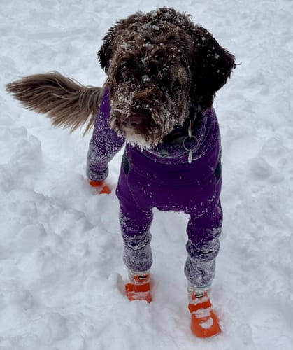 Customer photo review of WagWarmers