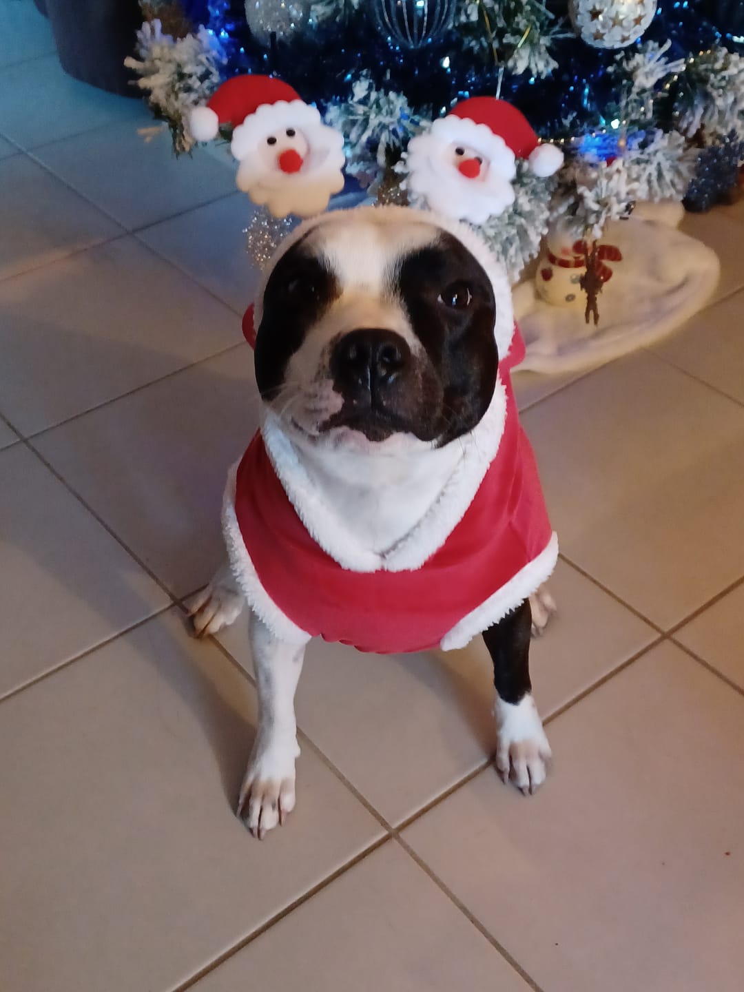 Customer photo review of Staffordshire Bull Terrier 1935® Santa Suit