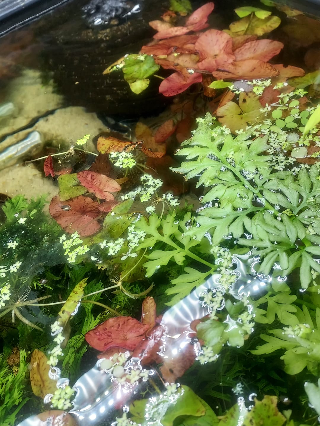 Customer photo review of Red Tiger Lotus "Nymphaea lotus Red" BULB