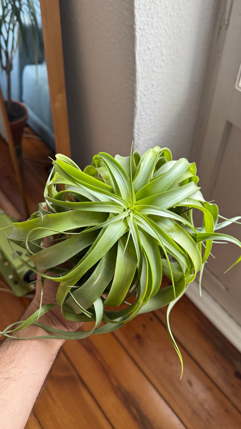 Customer photo review of Tillandsia Marvelous Masterpiece