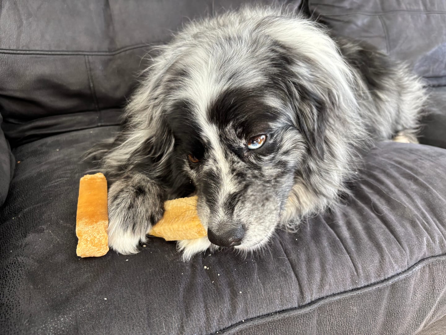 Customer photo review of Himalayan Yak Chew (LARGE)