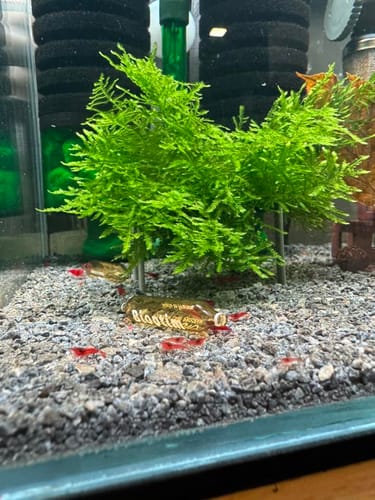 Customer photo review of Christmas Moss