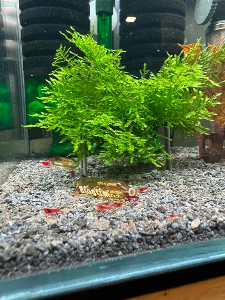 Customer photo review of Christmas Moss