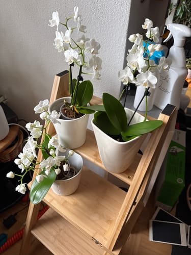 Customer photo review of Table Dance Weiß mit weißen Blüten im 3er Set und 2 Rispen