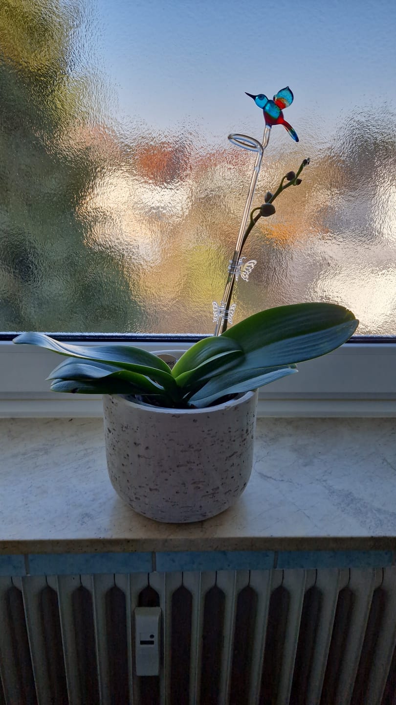 Customer photo review of Orchideenstab mit Eisvogel