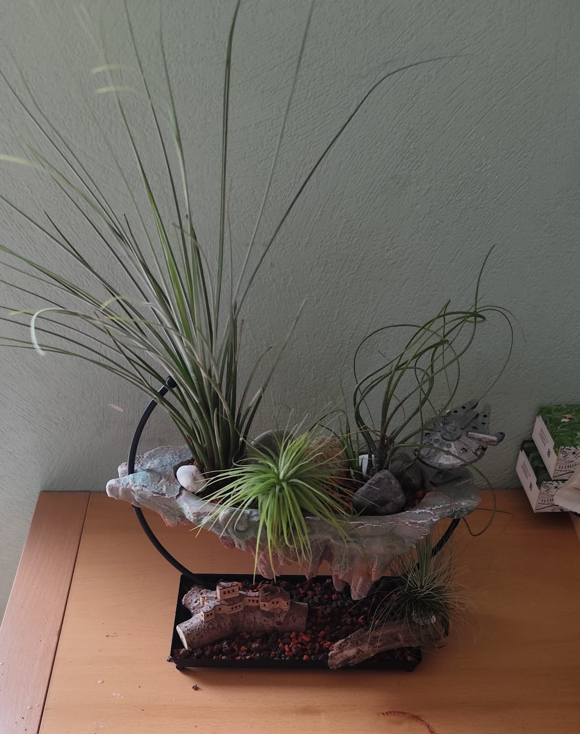 Customer photo review of Tillandsia argentea