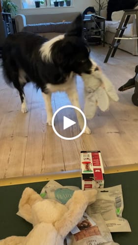 Customer video review of Kalle Kanin