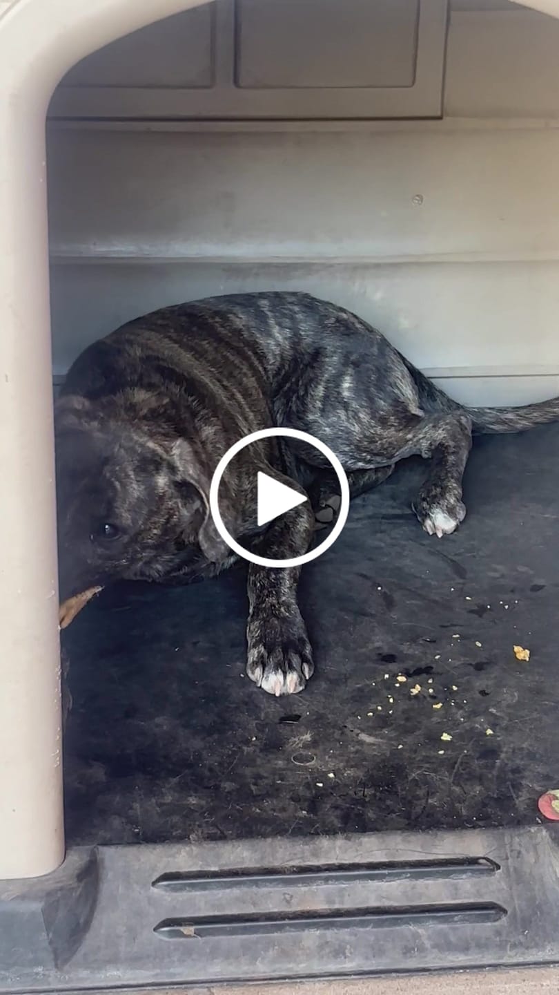 Customer video review of Patas de pollo