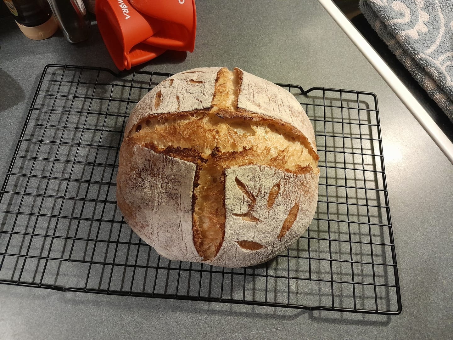 Customer photo review of Dehydrated Sourdough Starter Kit