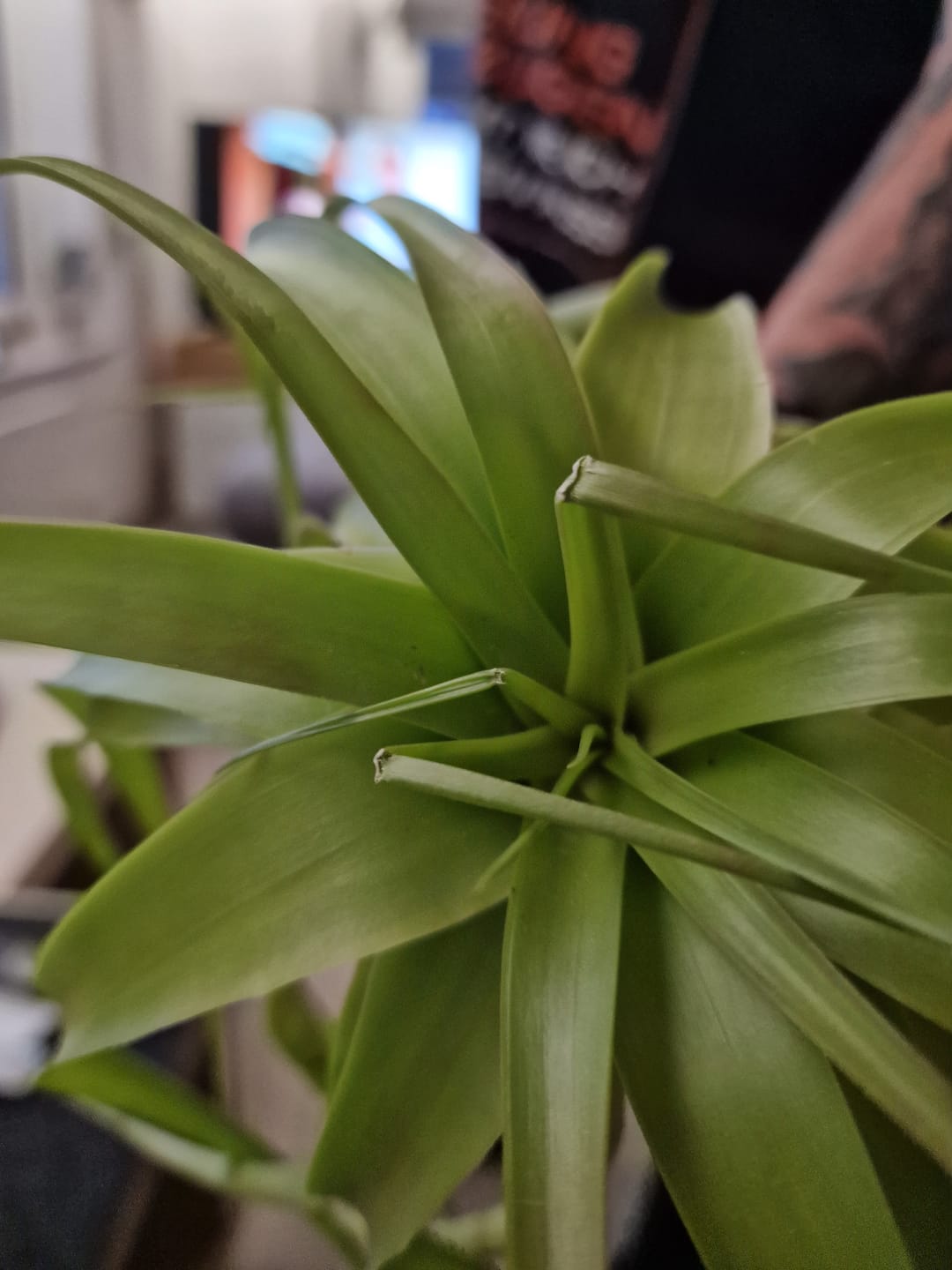 Customer photo review of Tillandsia Marvelous Masterpiece