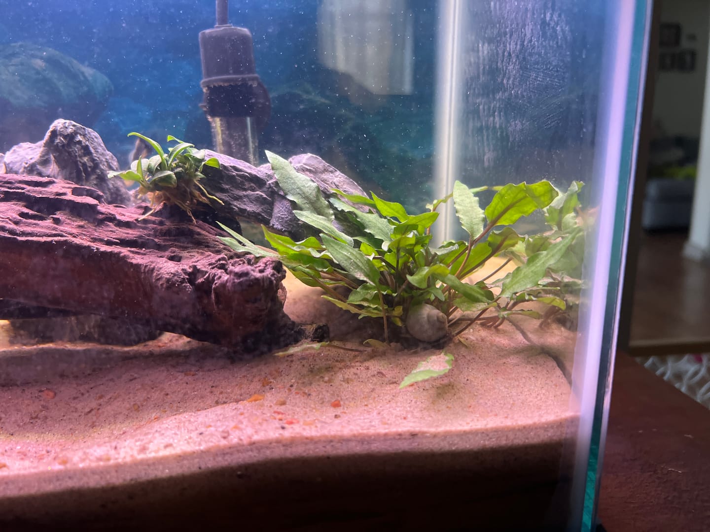 Customer photo review of Cryptocoryne Wendtii 'Green'