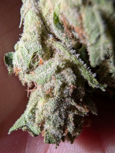Customer photo review of OG Kush - 4 Grams - Indica