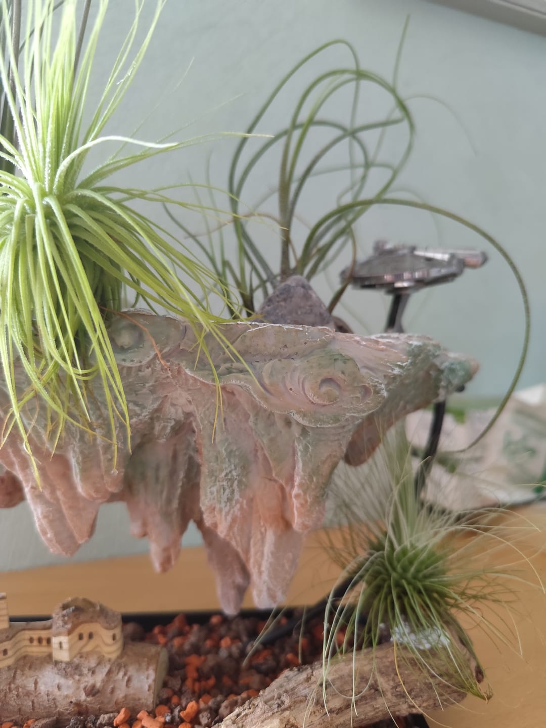 Customer photo review of Tillandsia butzii