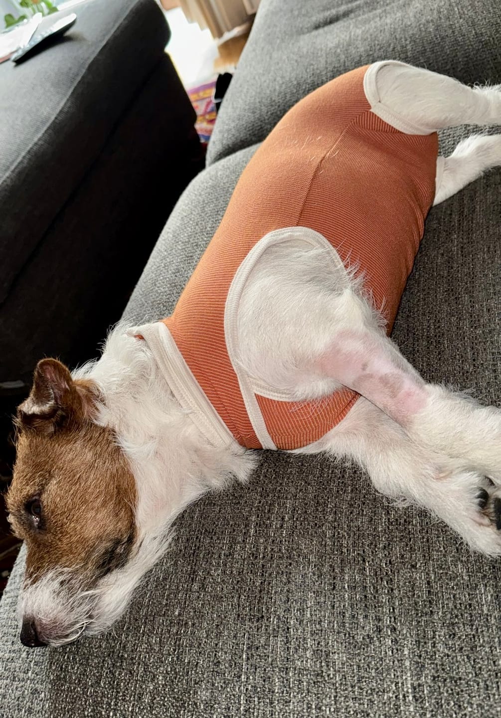 Customer photo review of Body Castrazione cane maschio