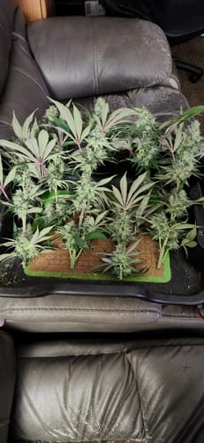 Customer photo review of Tundra™ Hybrid Fertilizer For Fruit & Flower Development
