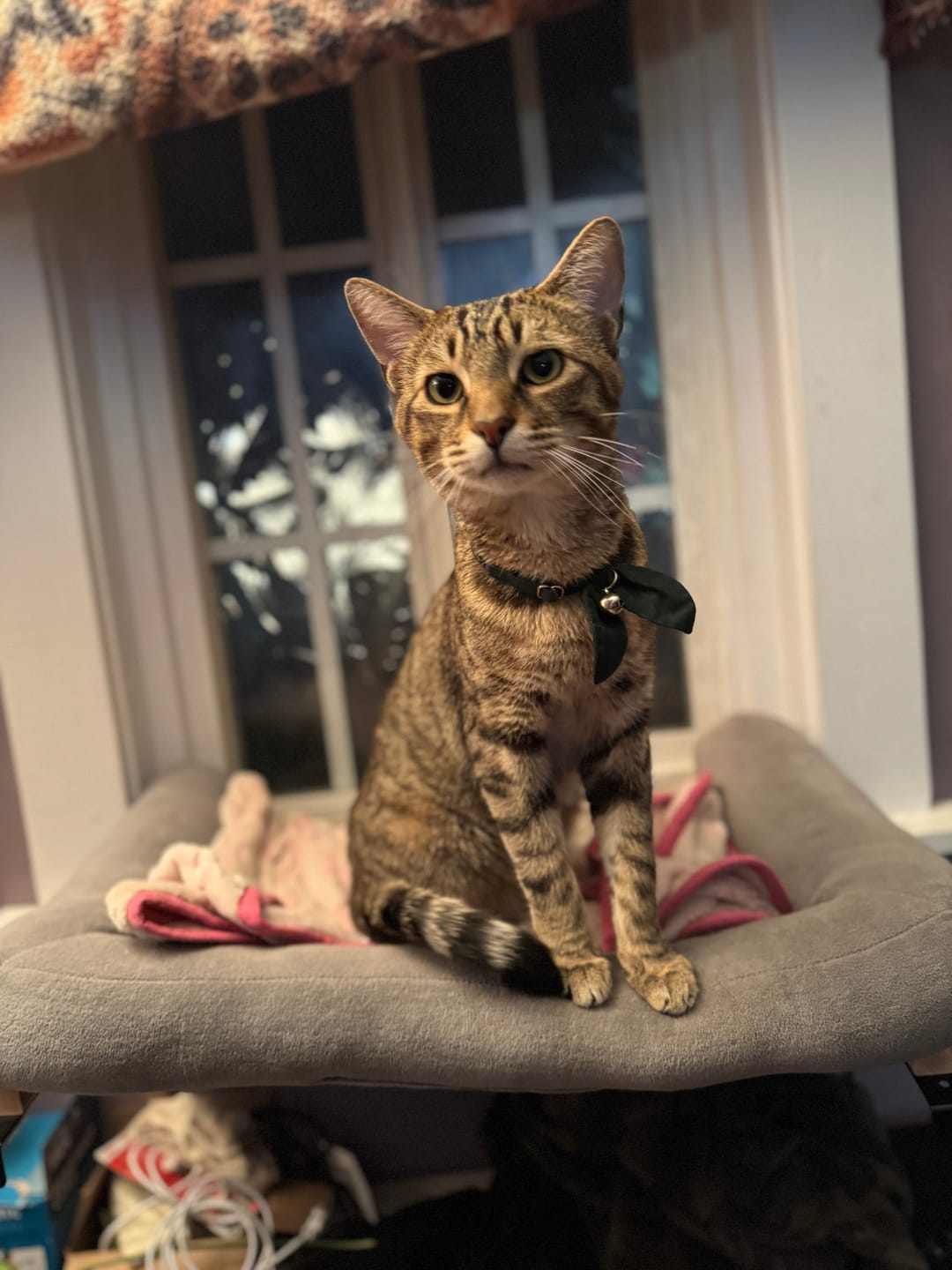 Customer photo review of Forest Green Bow Cat Collar