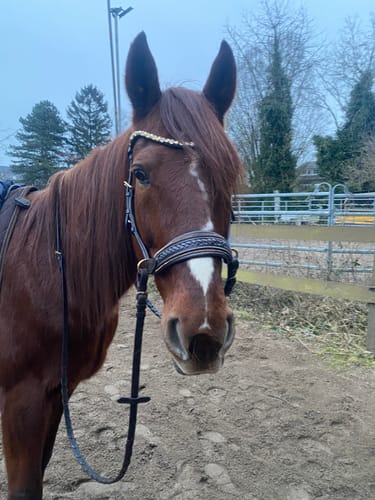 Customer photo review of Midnight Supreme