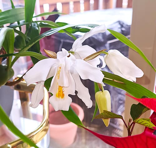 Customer photo review of Coelogyne cristata mit weißen Blüten und 2+ Rispen