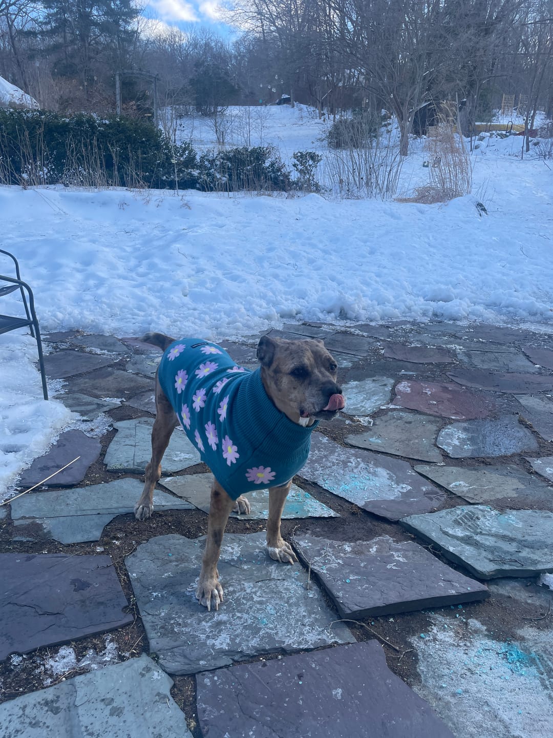 Customer photo review of Flower Knit Dog Sweater