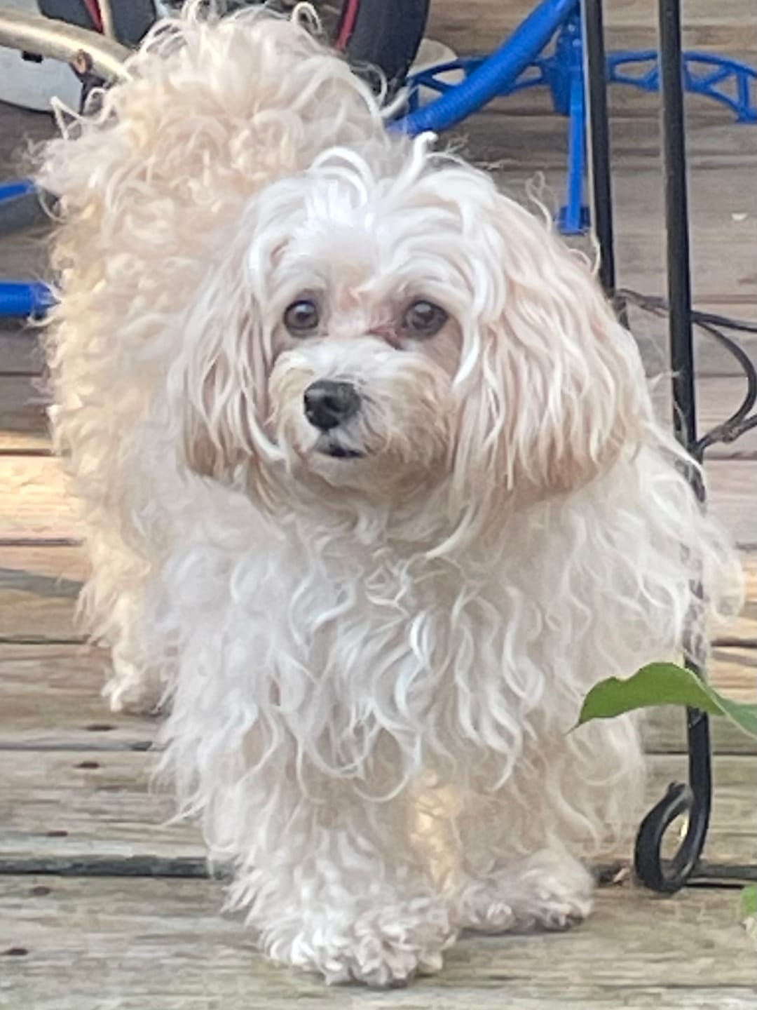 Customer photo review of Dog Eye Infection & Vision Support Remedy