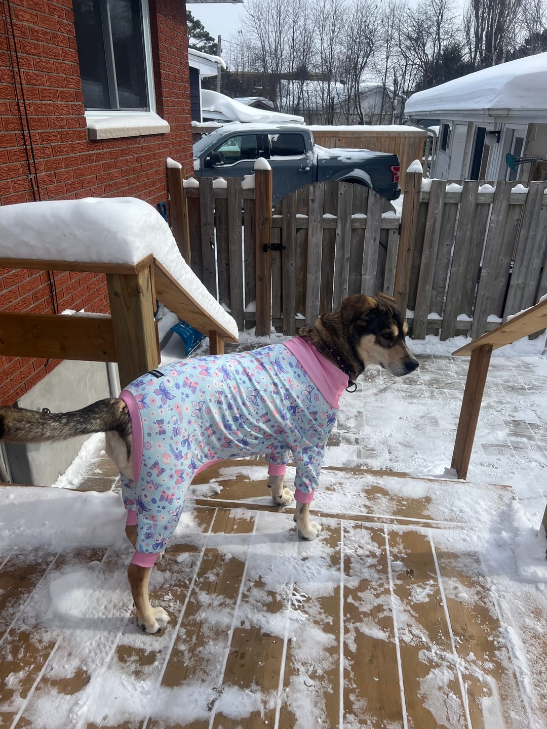 Customer photo review of Dog Pajama - Butterfly