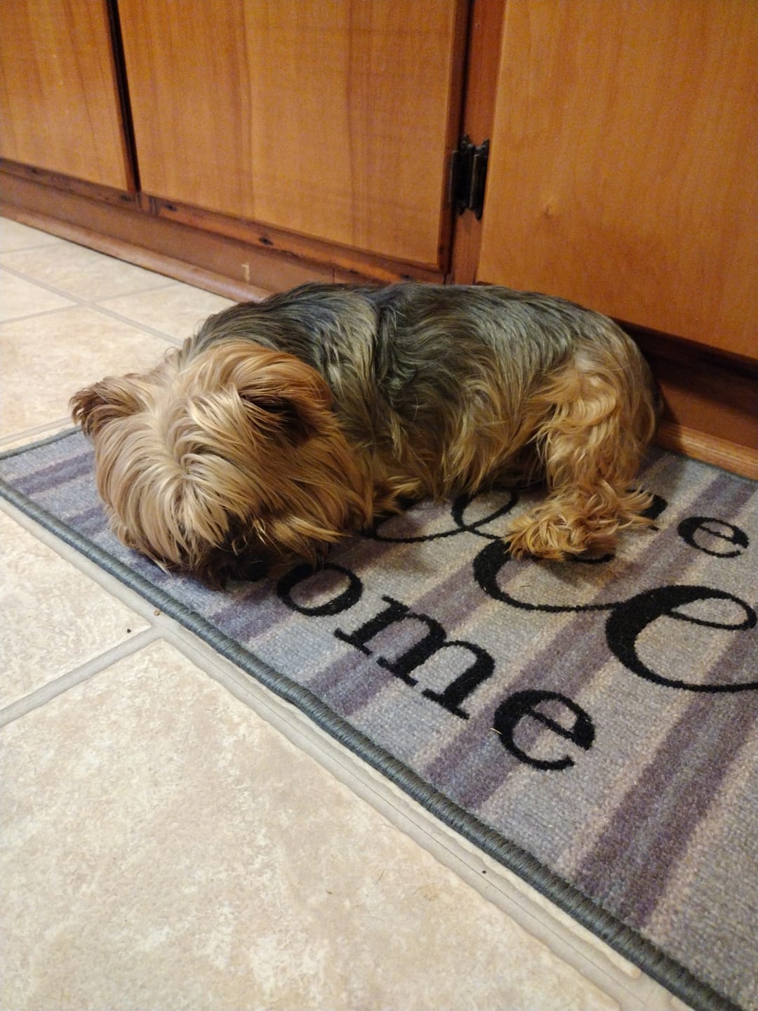 Customer photo review of Dog Kennel Cough & Respiratory Support Remedy