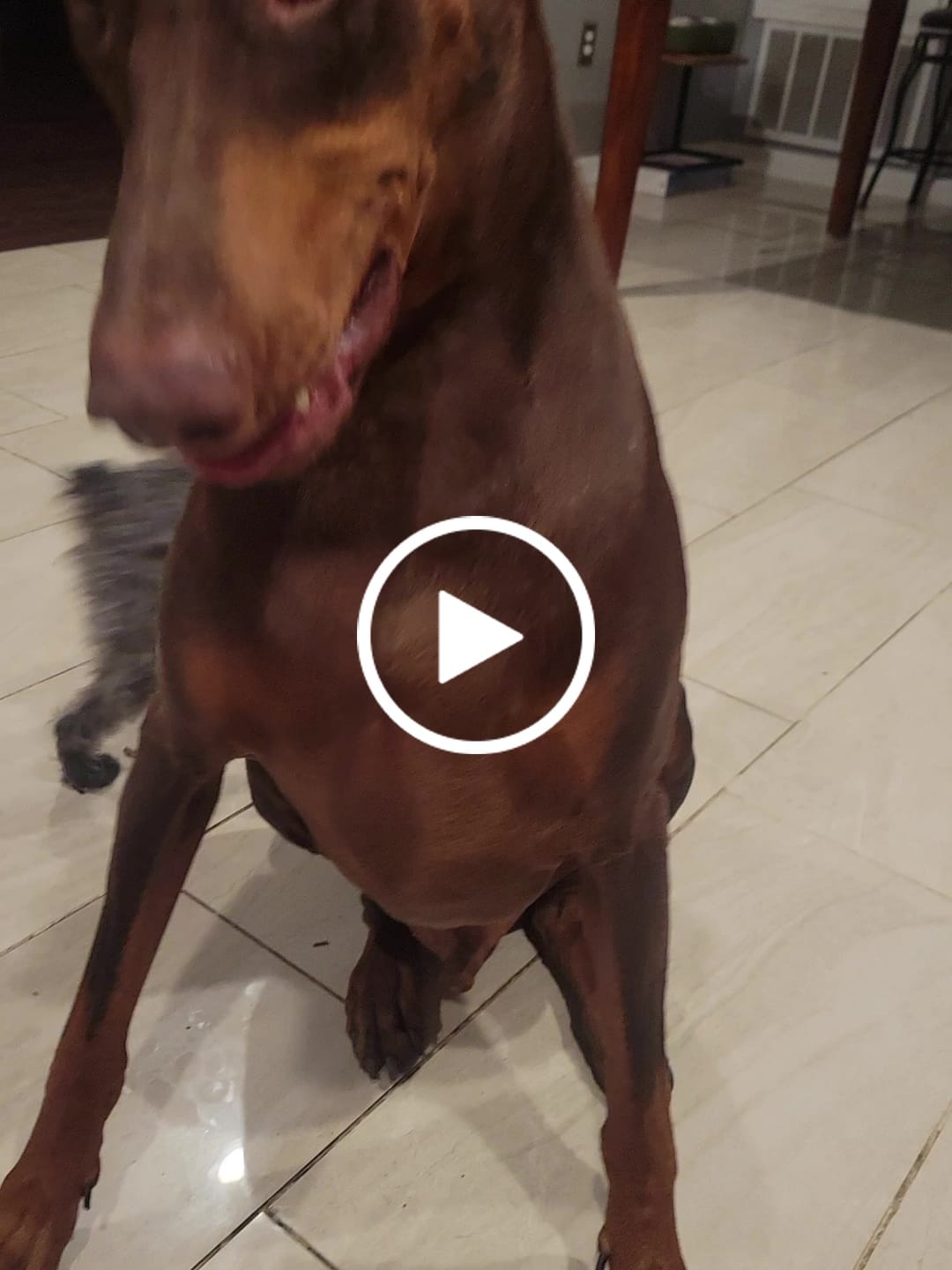 Customer video review of FreezCup - Long-Lasting Chew Fun