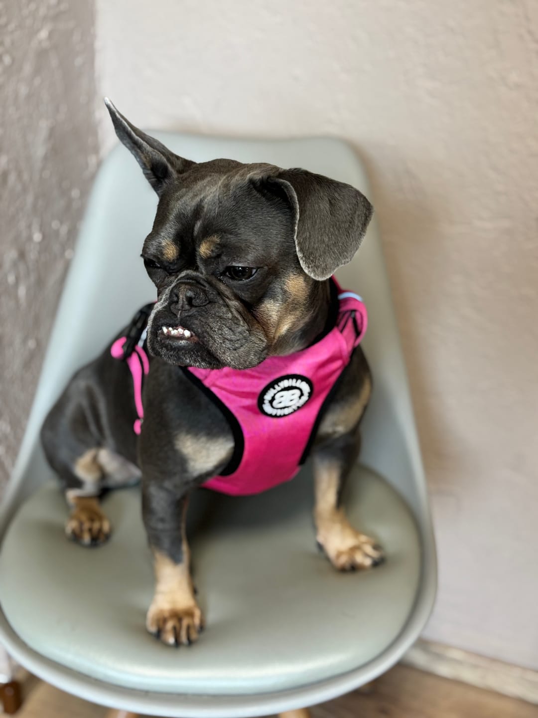 Customer photo review of Comfort Premium Harness | Non Restrictive - Magenta