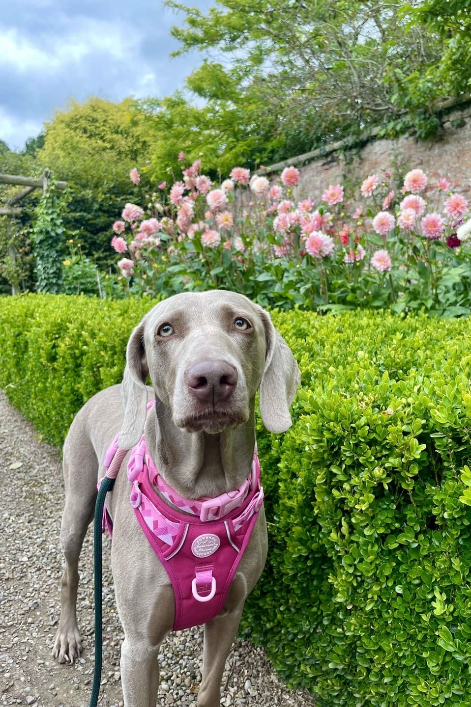 Customer photo review of Tough Trails™ Harness - Walkies Ready® Raspberry Pink