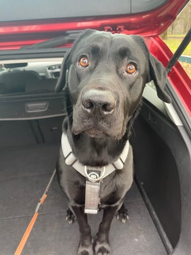 Customer photo review of Training Anti Pull TRI-Harness® | M-XL Breeds - Metal Grey