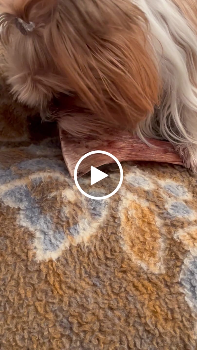 Customer video review of Chewy Ostrich Flat Tendon: Satisfying All-Natural Chew for Dental Health & Gentle Digestion