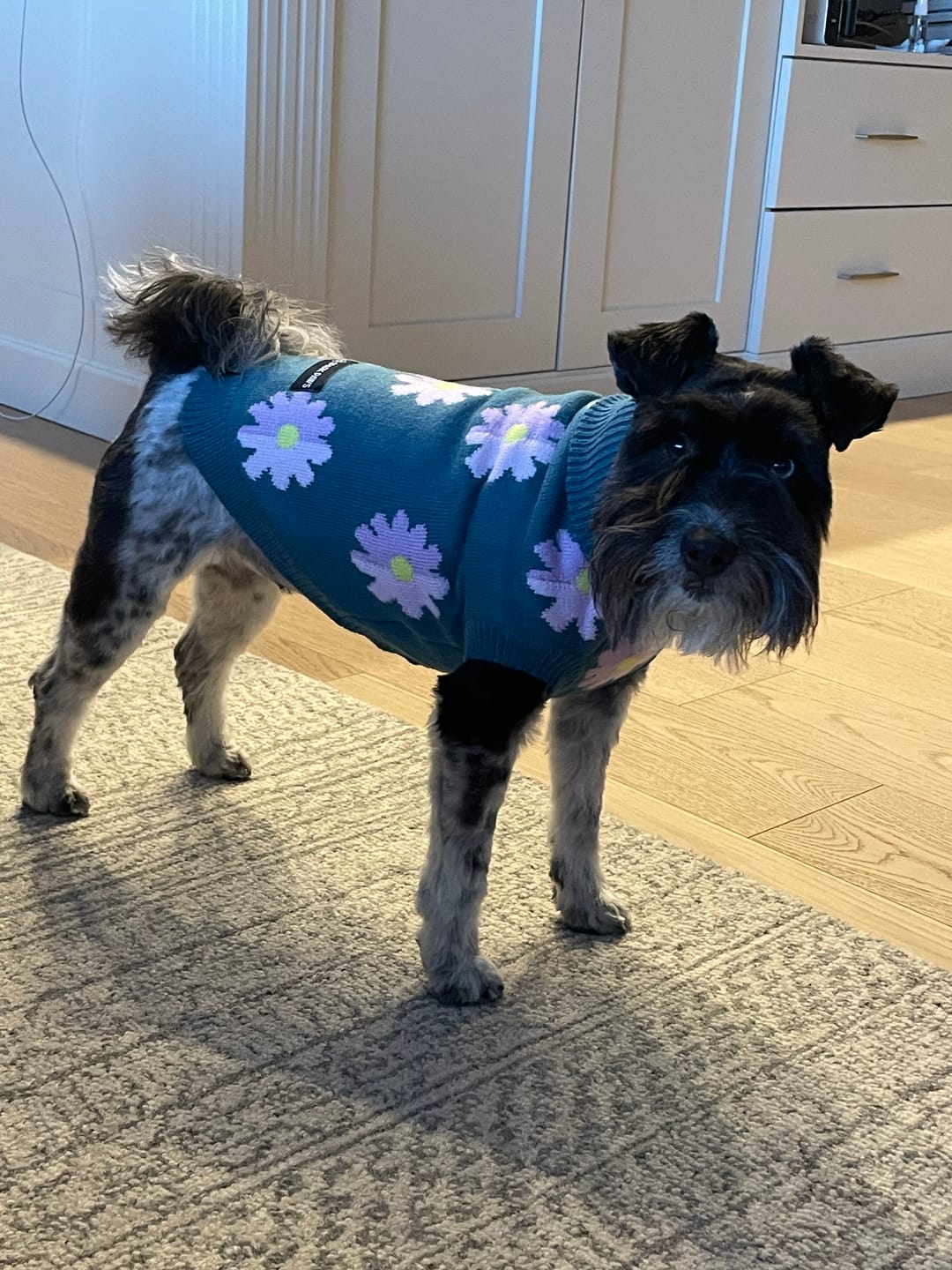 Customer photo review of Flower Knit Dog Sweater