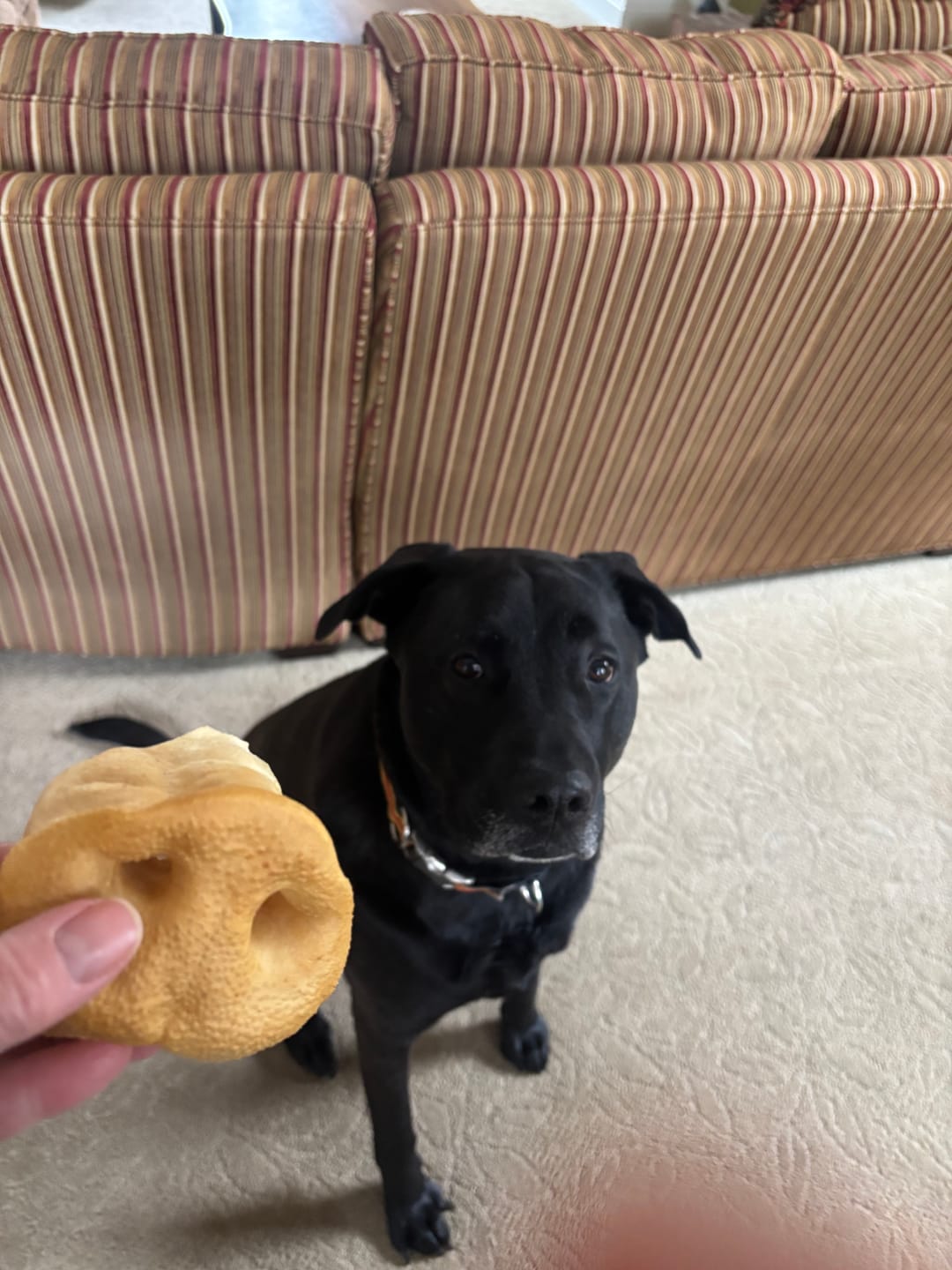 Customer photo review of Smoked Pig Snouts