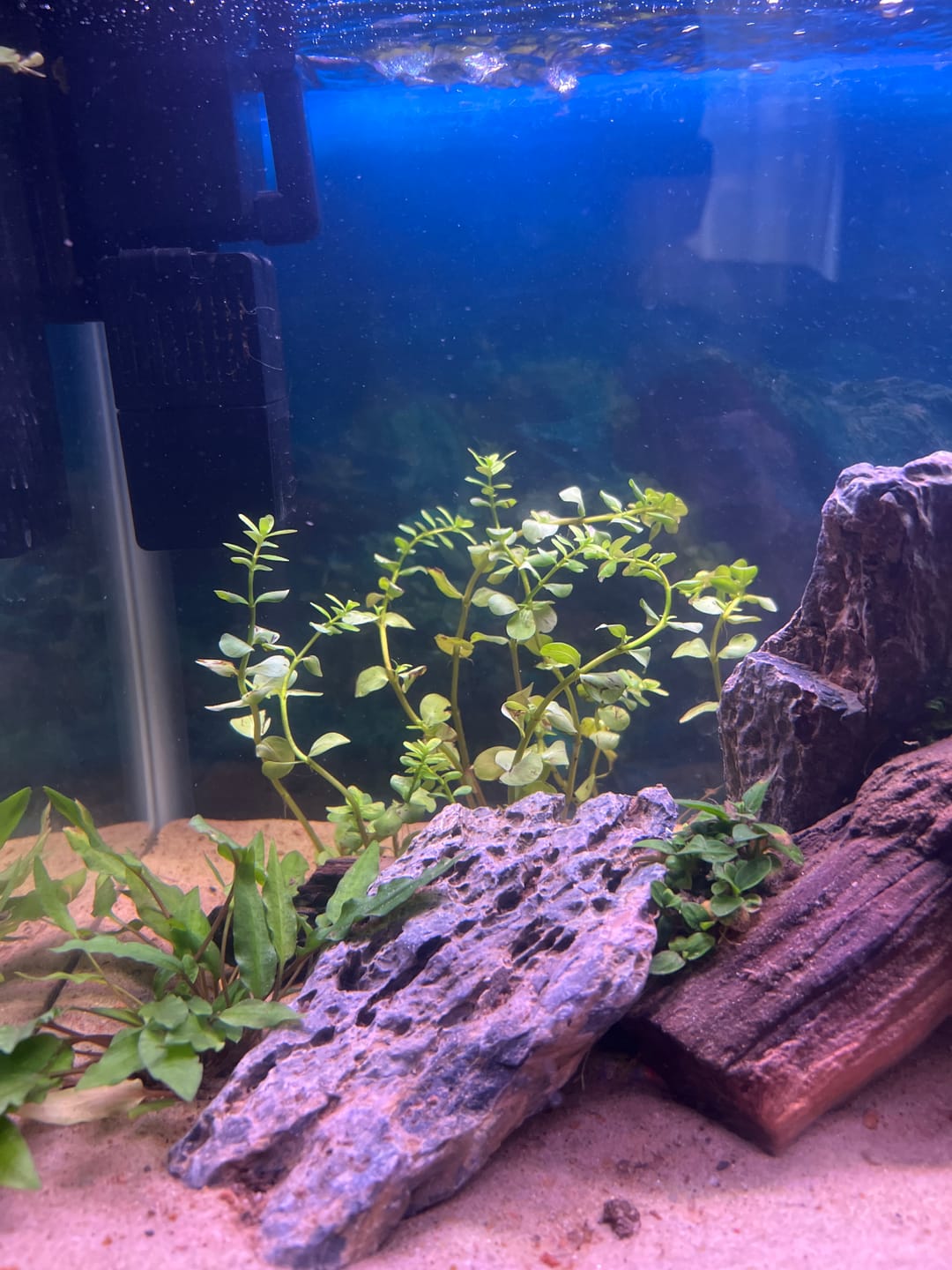 Customer photo review of Rotala Rotundifolia