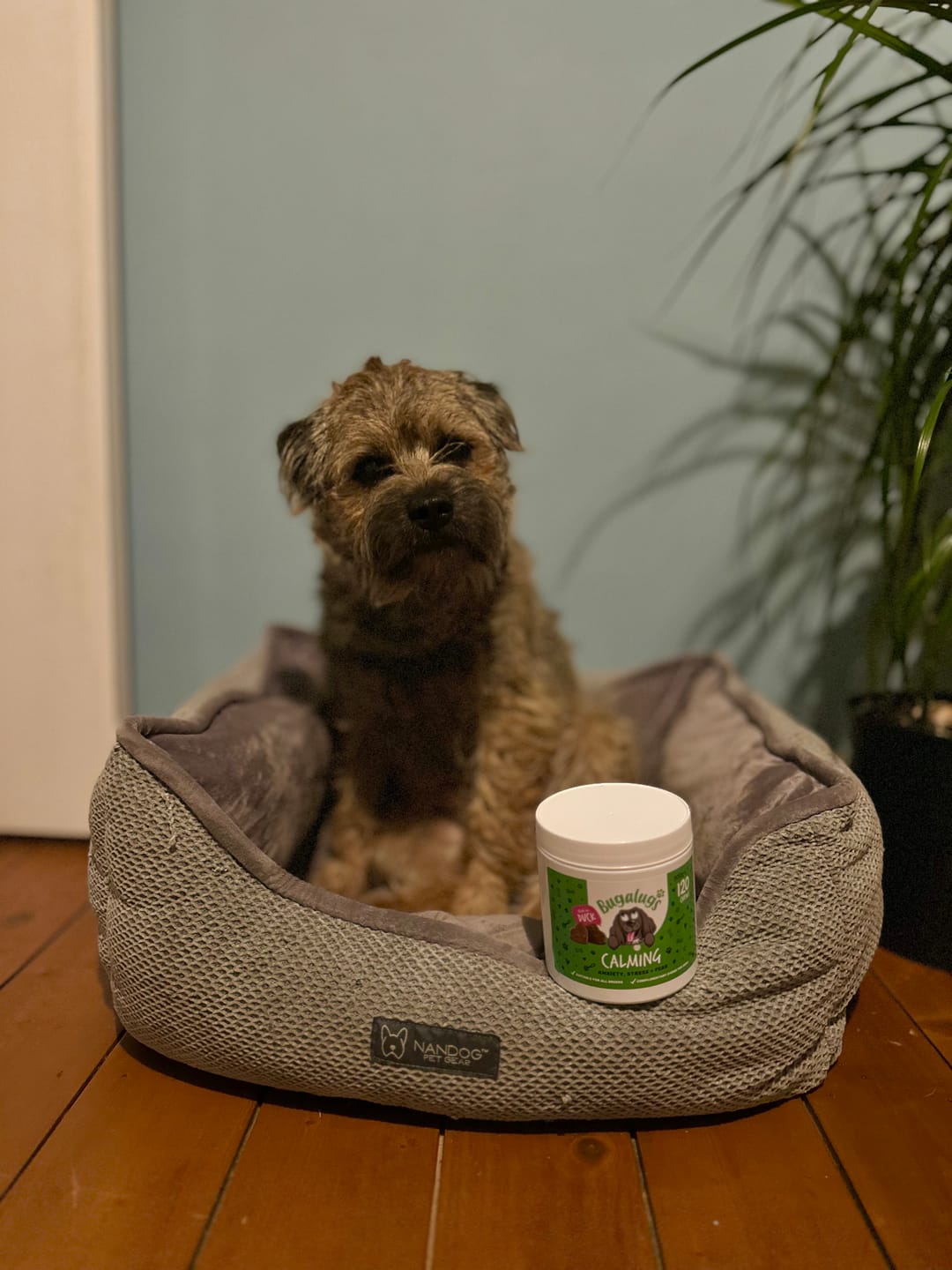 Customer photo review of Calming Supplement Chews for Dogs