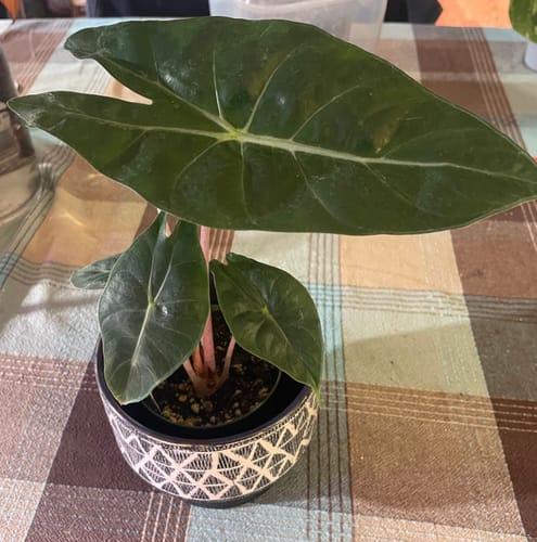 Customer photo review of Alocasia 'Pink Princess'