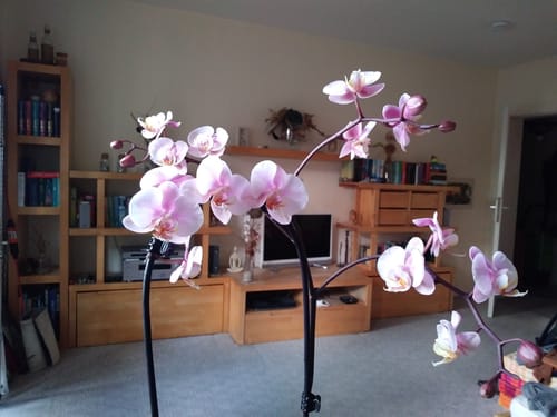 Customer photo review of Wasserfall Two of Us Roskilde mit zartrosa Blüten und 1 Rispe