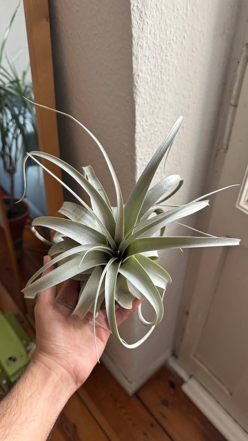 Customer photo review of Tillandsia xerographica