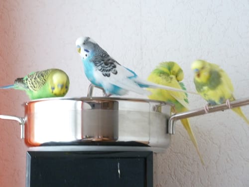 Customer photo review of Welli Mix Megabakterein