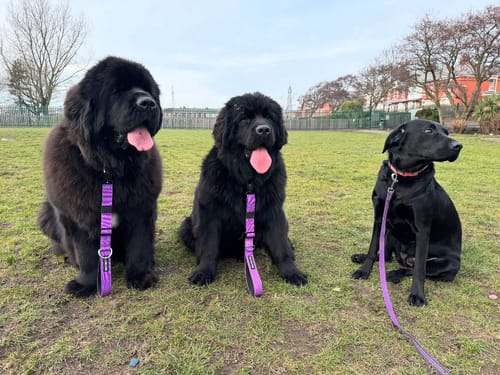 Customer photo review of Adjustable Combat® Traffic Lead - Purple