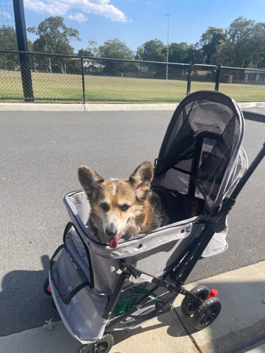 Customer photo review of PaWz Pet Dog Stroller Pram 4 Wheels