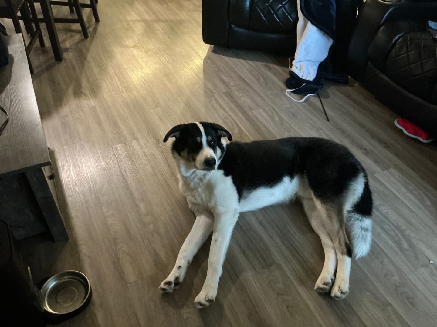 Customer photo review of PetKind SAP Protéine Animale Unique Nourriture pour chien