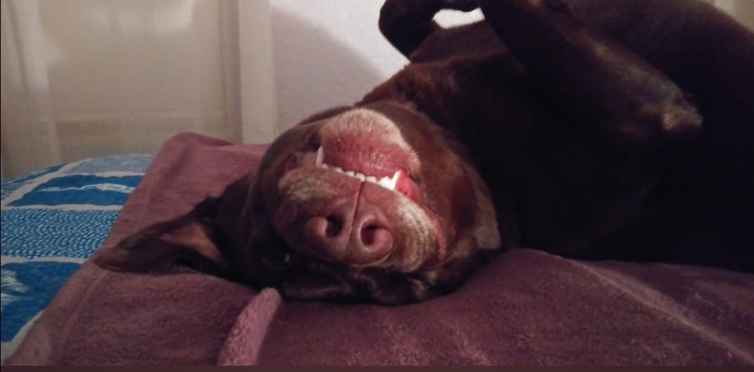 Customer photo review of 12 Inch Jumbo Braided Bully Stick