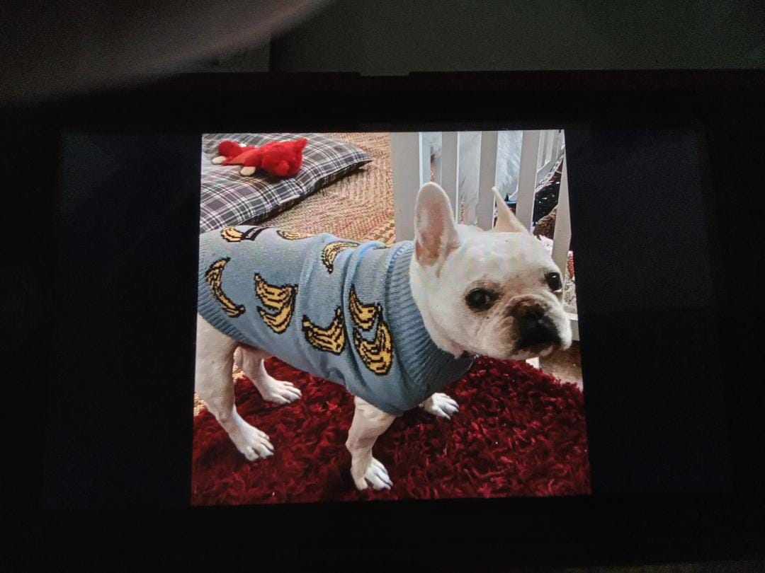 Customer photo review of Banana Knit Dog Sweater
